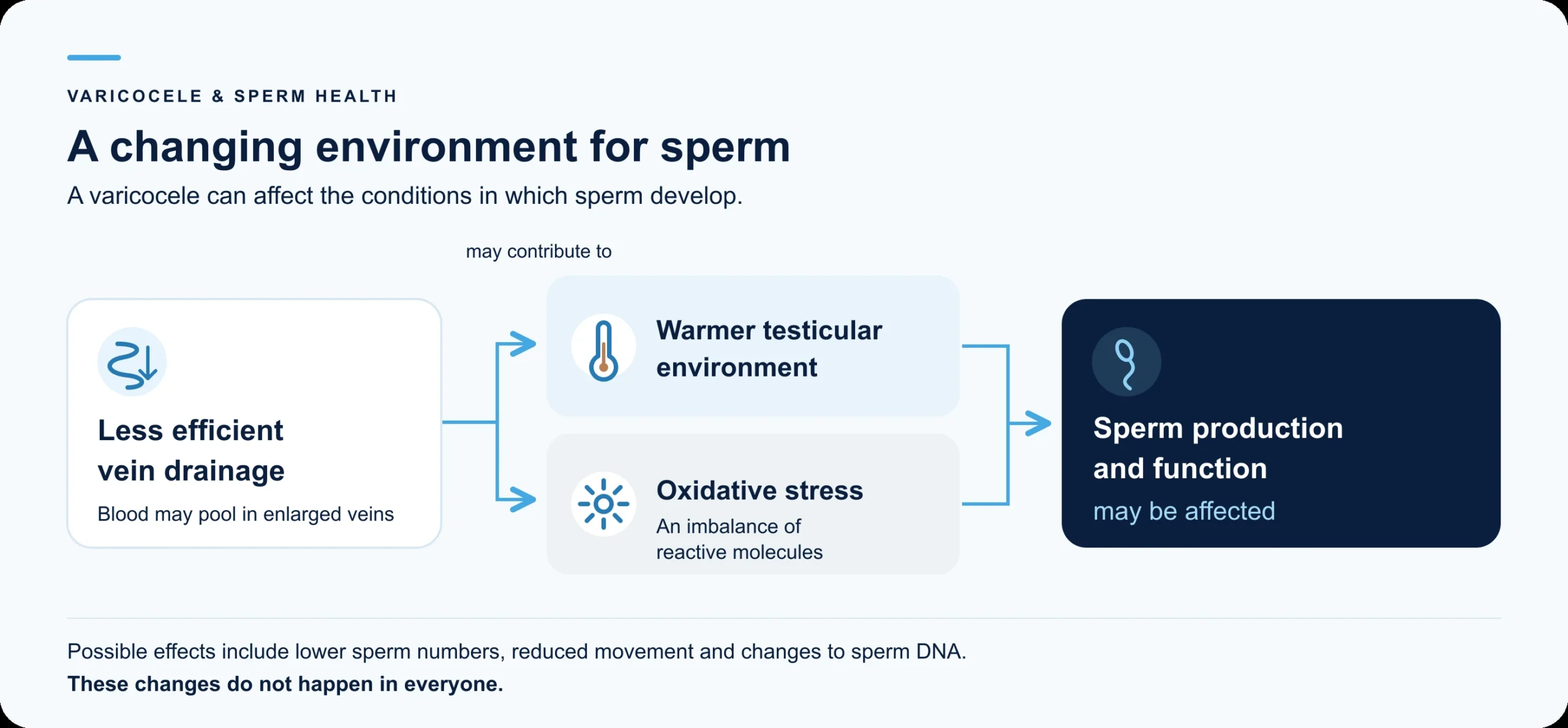A flow diagram showing how less efficient vein drainage may increase warmth and oxidative stress, potentially affecting sperm production and function. These changes do not happen in everyone.